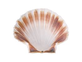 oester schelp Ø12,0cm